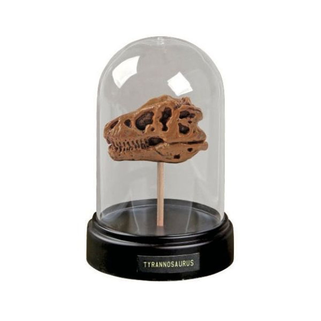 Dig And Display Dinosaur Skull